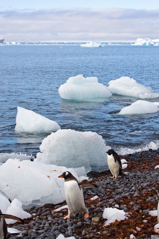 Adélie Penguin And Gentoo Penguin On Beach